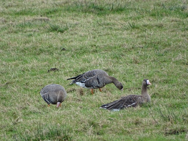 湖人跃升 湖人跃升